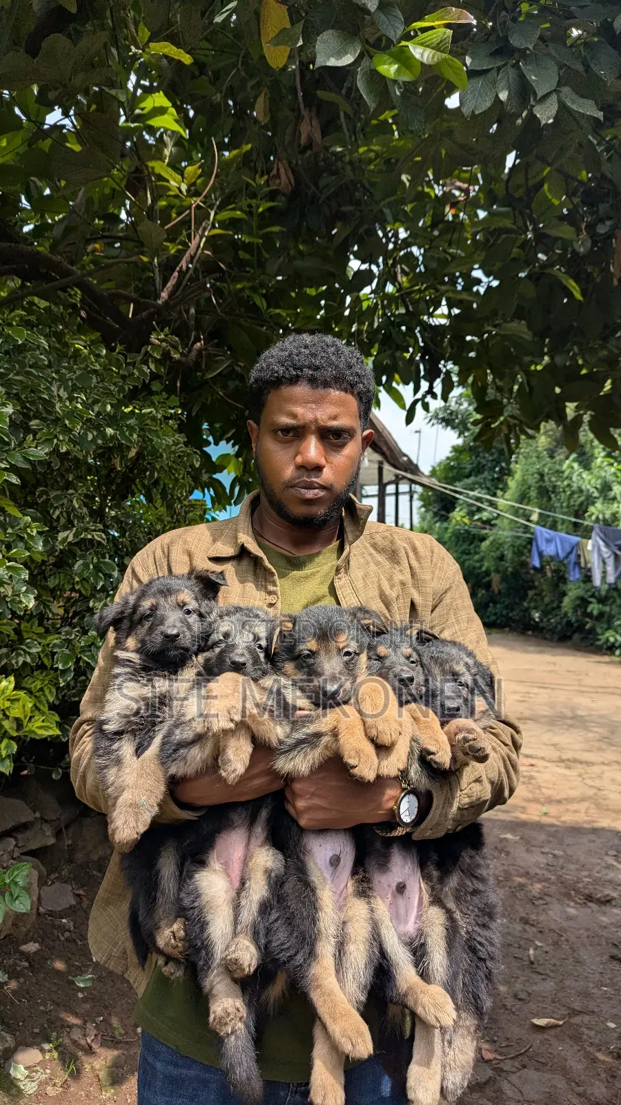 1-3 months Male Purebred German Shepherd