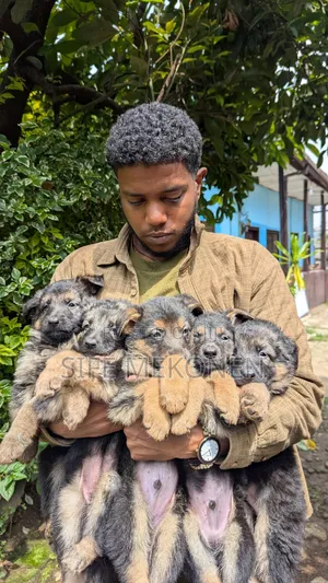 1-3 months Male Purebred German Shepherd