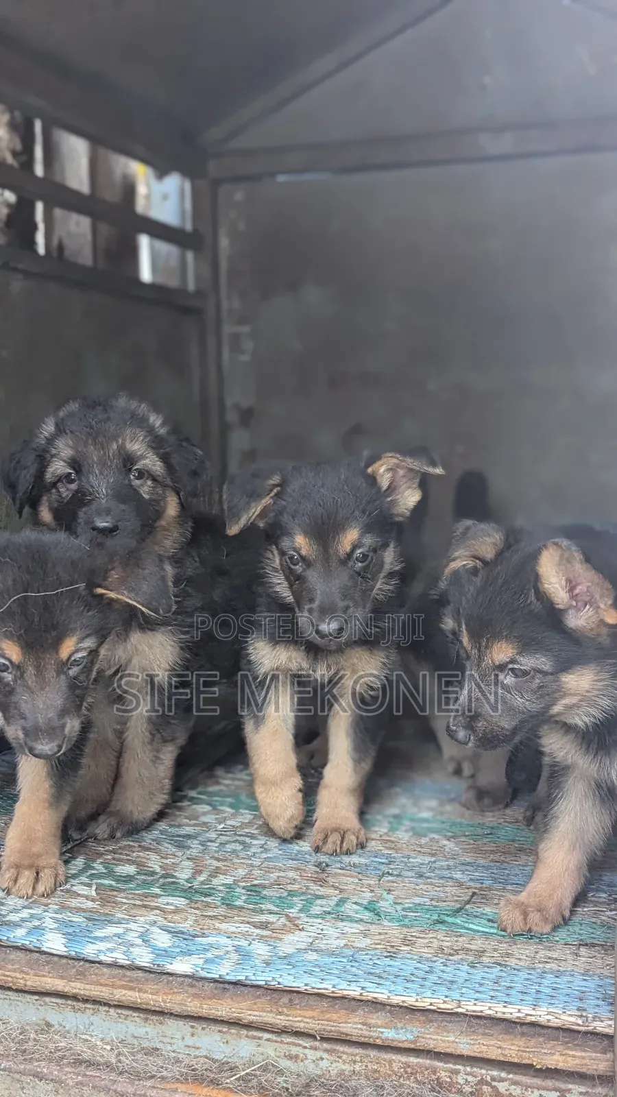 1-3 months Male Purebred German Shepherd