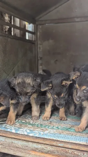 1-3 months Male Purebred German Shepherd
