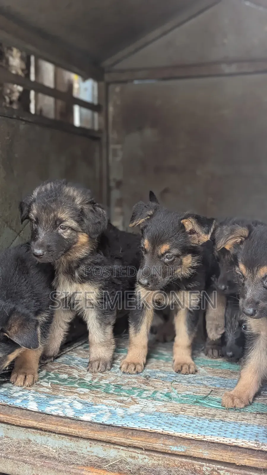 1-3 months Male Purebred German Shepherd