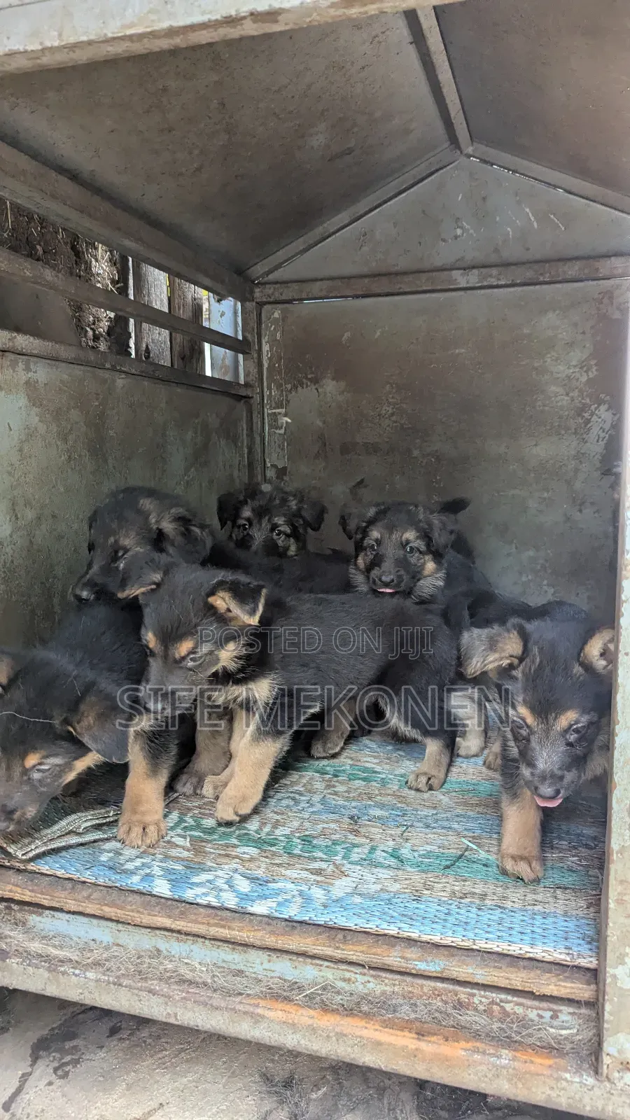 1-3 months Male Purebred German Shepherd