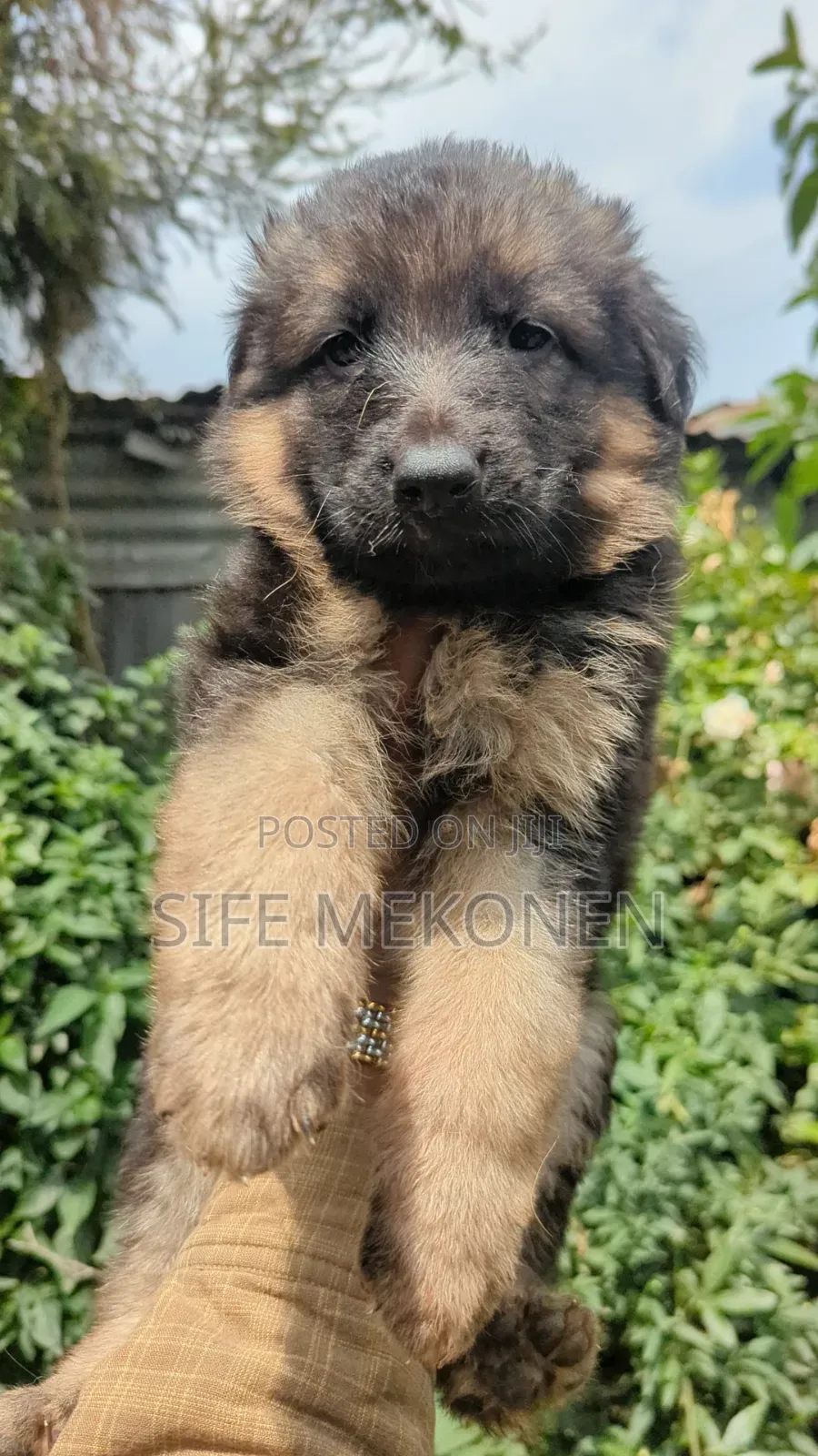 1-3 months Male Purebred German Shepherd