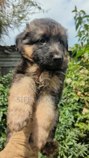 1-3 months Male Purebred German Shepherd