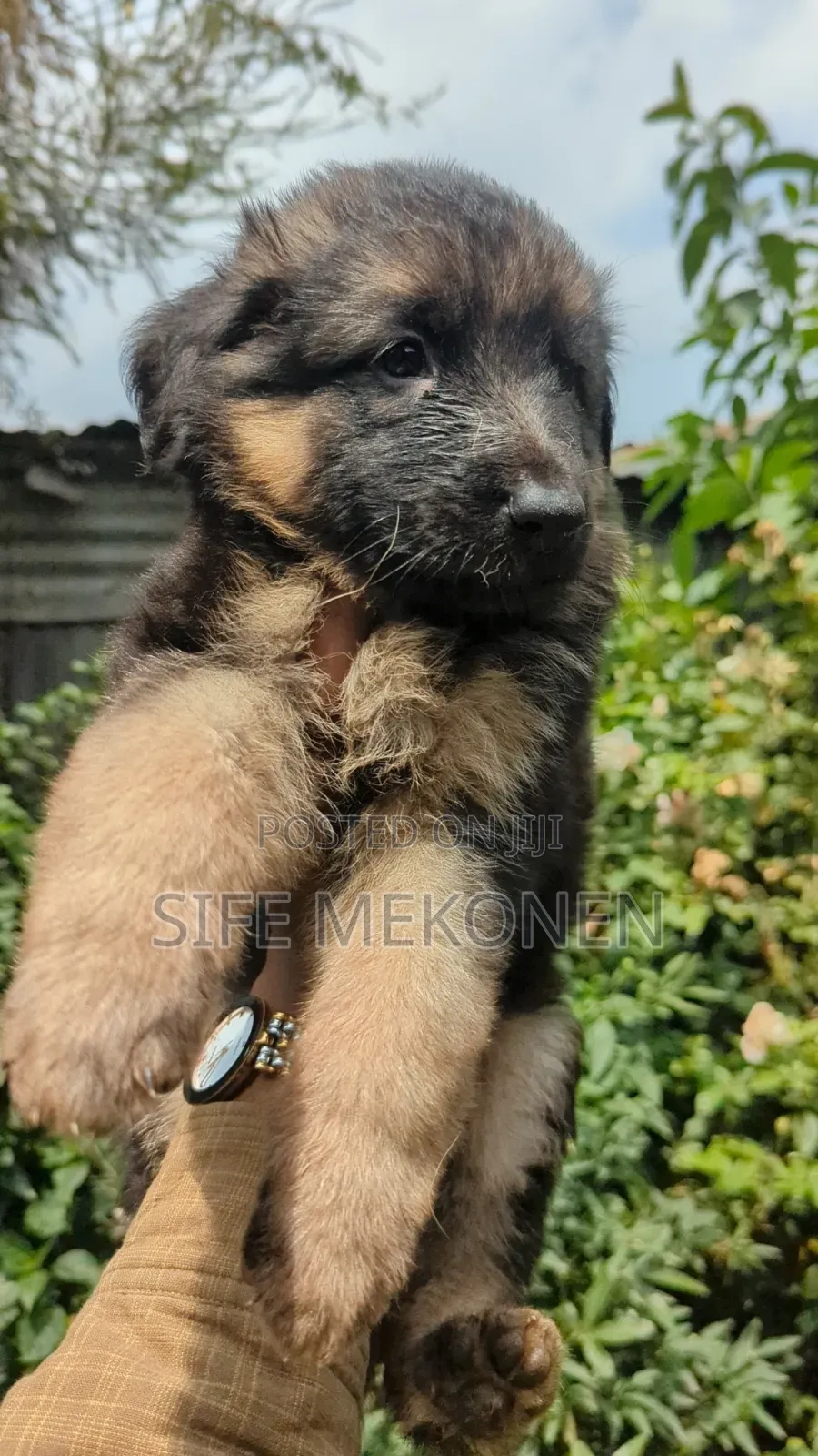 1-3 months Male Purebred German Shepherd
