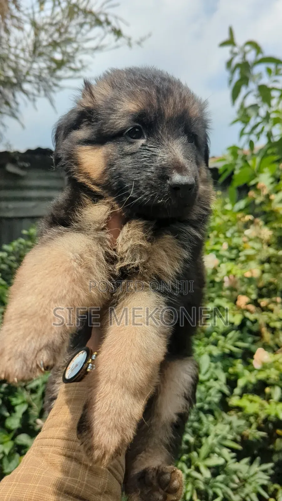 1-3 months Male Purebred German Shepherd