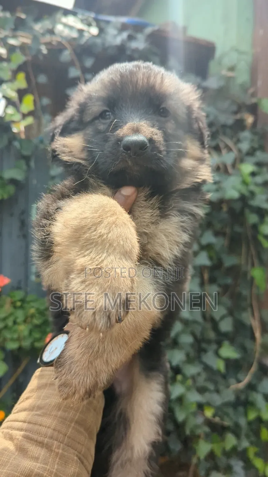 1-3 months Male Purebred German Shepherd