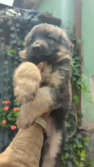 1-3 months Male Purebred German Shepherd
