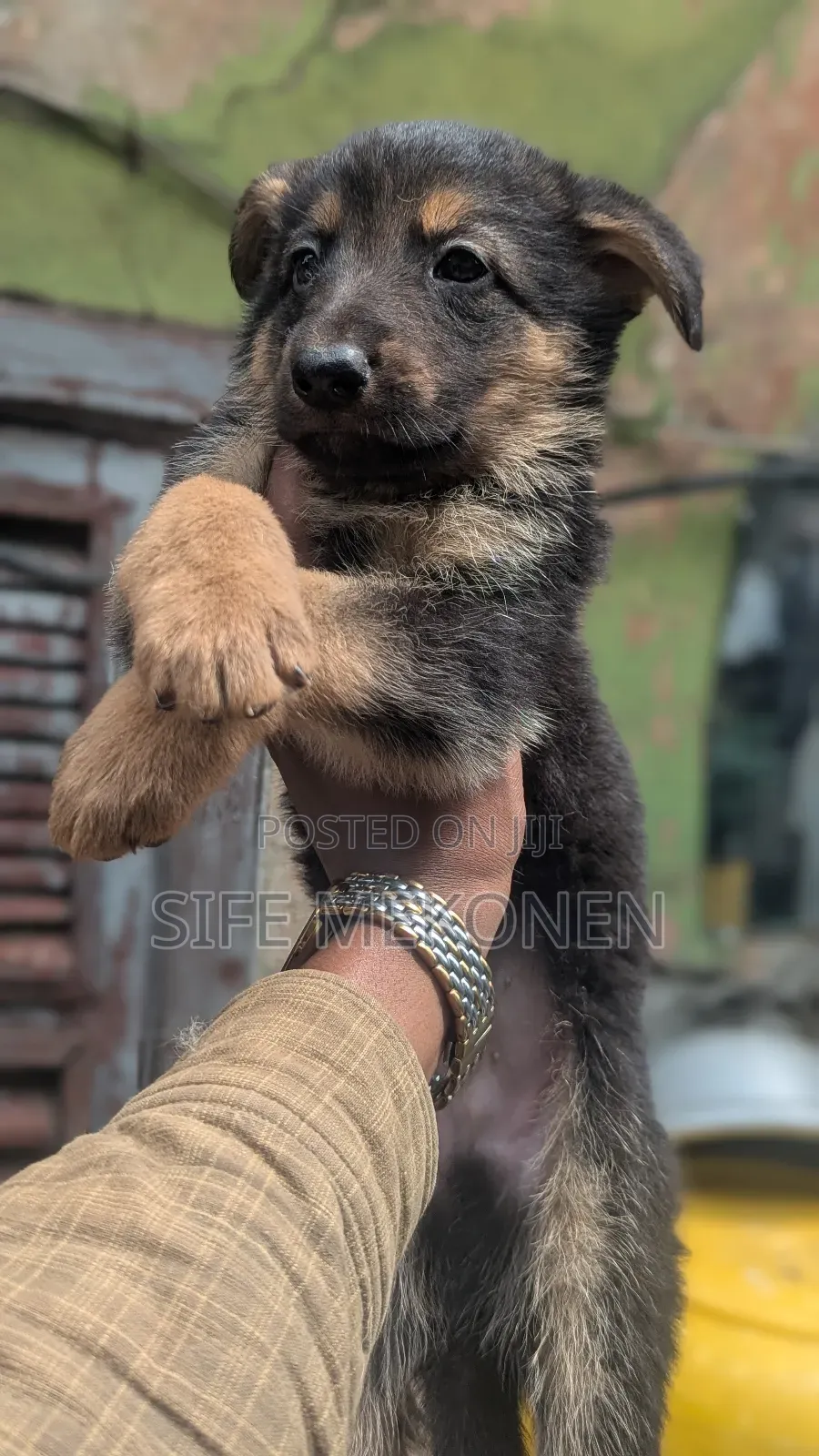1-3 months Male Purebred German Shepherd
