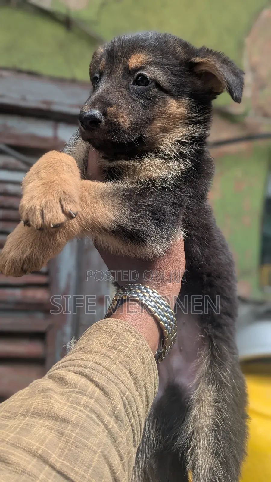 1-3 months Male Purebred German Shepherd