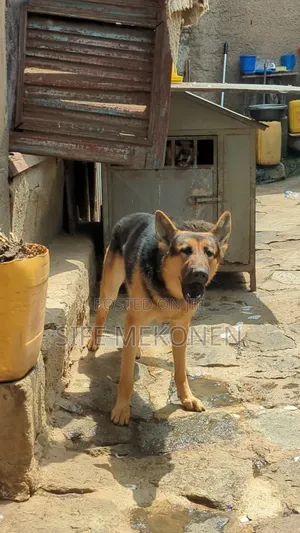 3-6 months Male Purebred German Shepherd