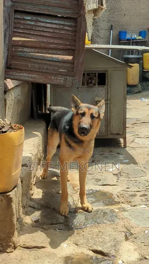 Photo - 3-6 months Male Purebred German Shepherd