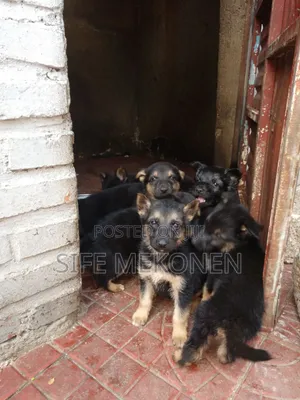 Photo - 1-3 months Male Purebred German Shepherd