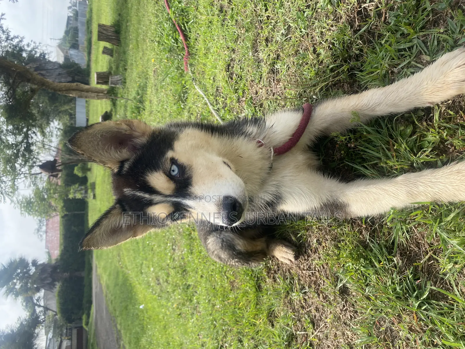 3-6 months Male Mixed Breed Siberian Husky