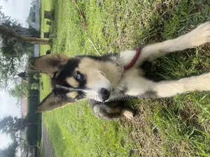 Photo - 3-6 months Male Mixed Breed Siberian Husky