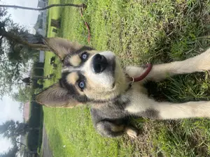 3-6 months Male Mixed Breed Siberian Husky