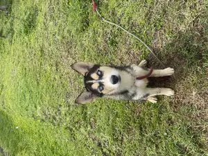3-6 months Male Mixed Breed Siberian Husky