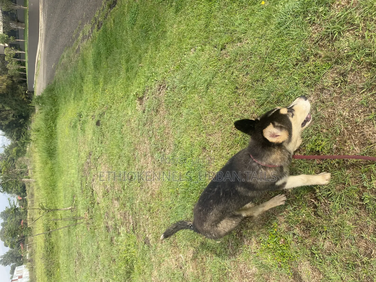 3-6 months Male Mixed Breed Siberian Husky