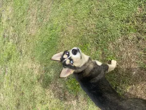 3-6 months Male Mixed Breed Siberian Husky