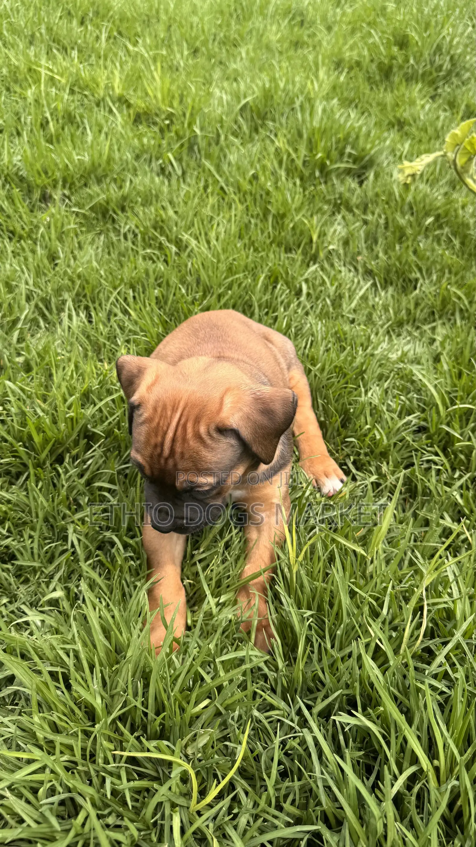 0-1 month Male Purebred Boerboel