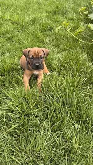 0-1 month Male Purebred Boerboel