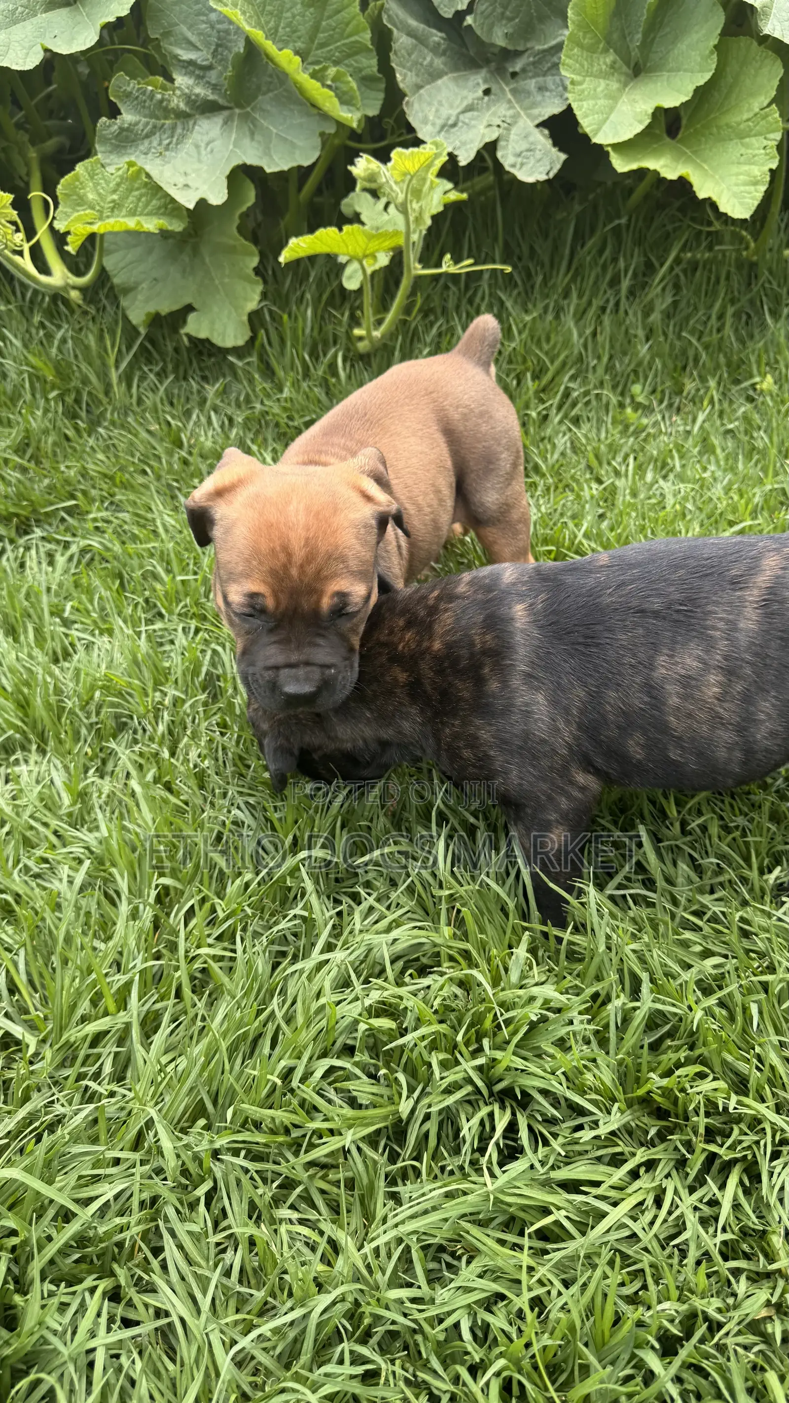 0-1 month Male Purebred Boerboel