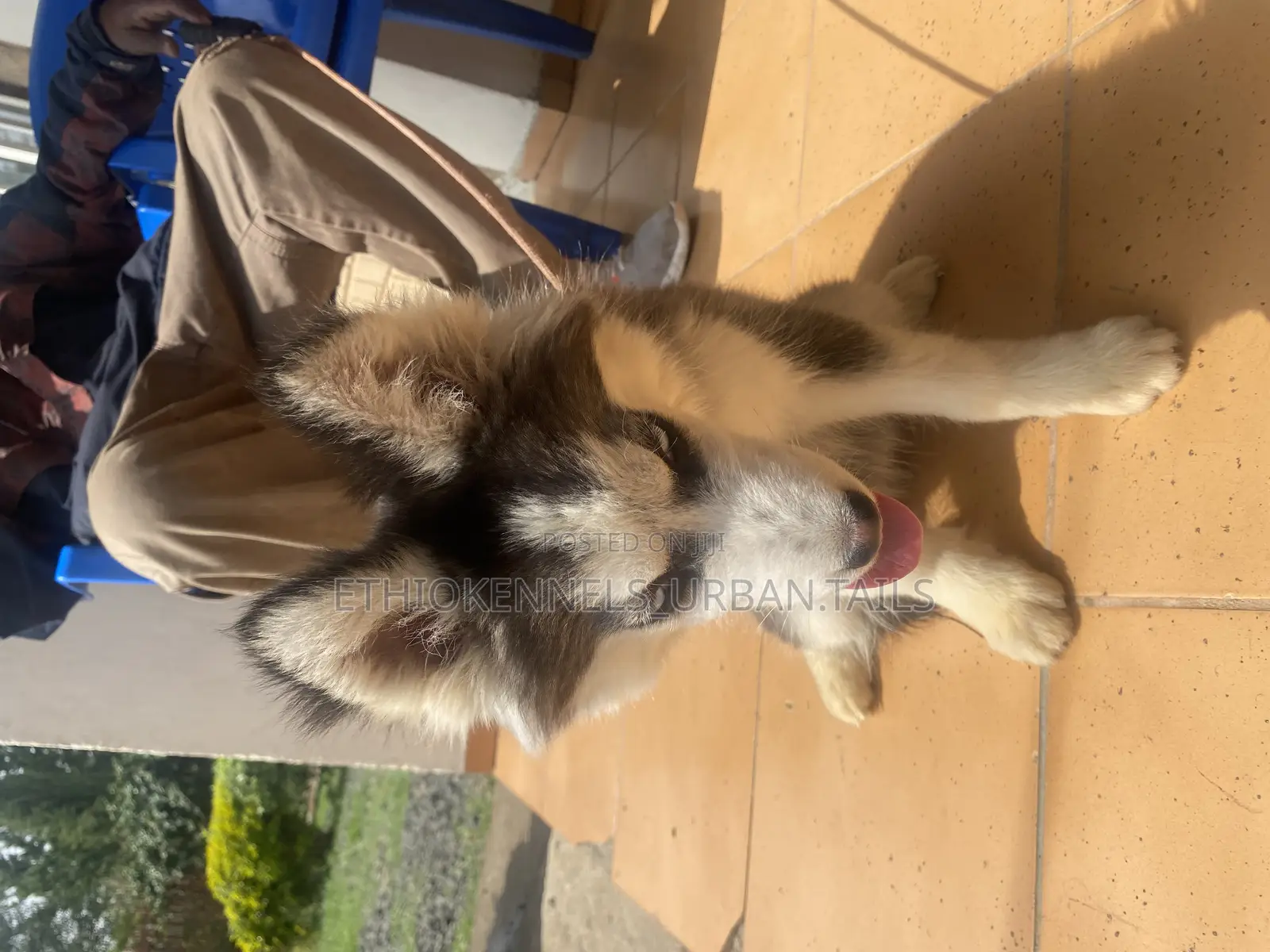 3-6 months Female Purebred Siberian Husky