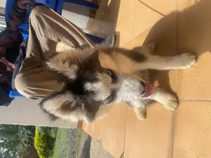 3-6 months Female Purebred Siberian Husky