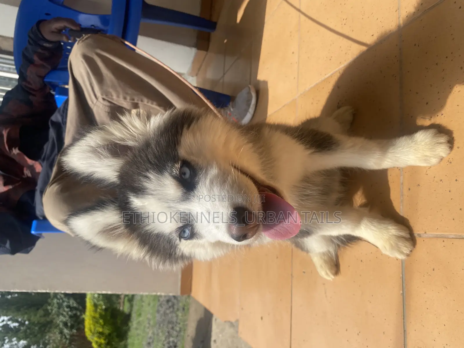 3-6 months Female Purebred Siberian Husky