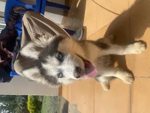 Photo - 3-6 months Female Purebred Siberian Husky