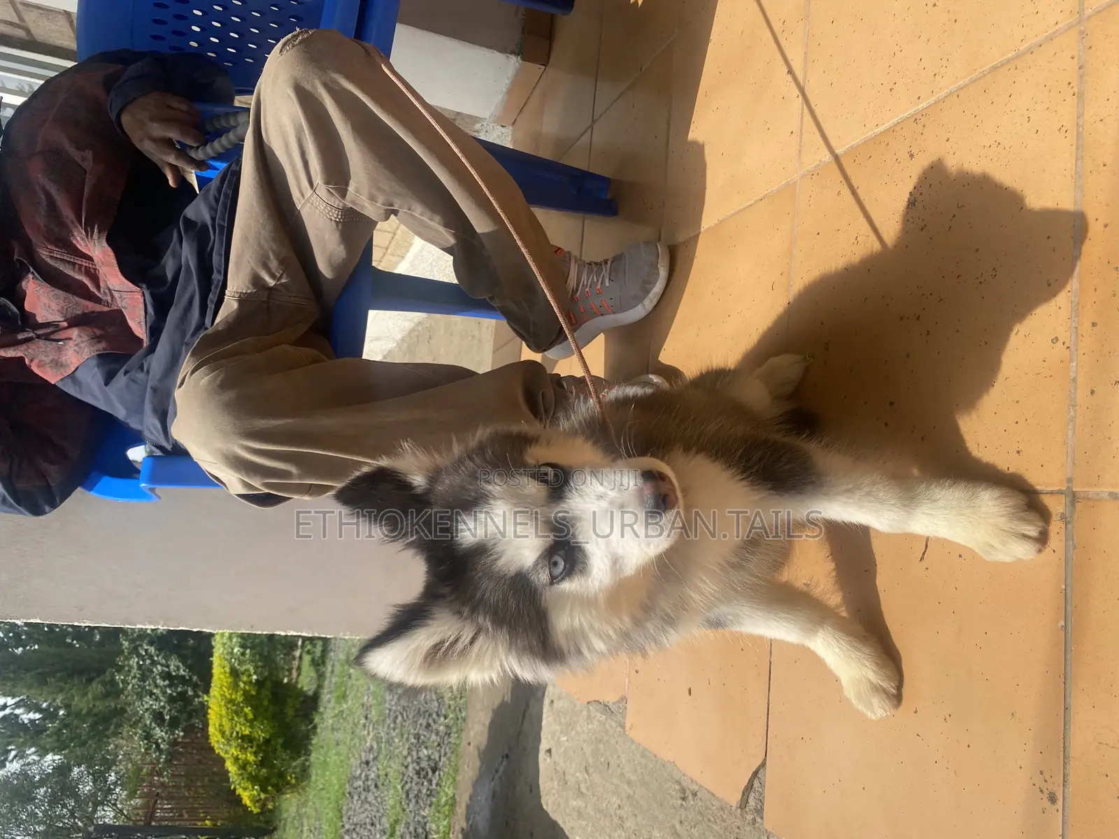 3-6 months Female Purebred Siberian Husky