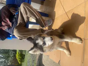 3-6 months Female Purebred Siberian Husky
