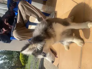 3-6 months Female Purebred Siberian Husky