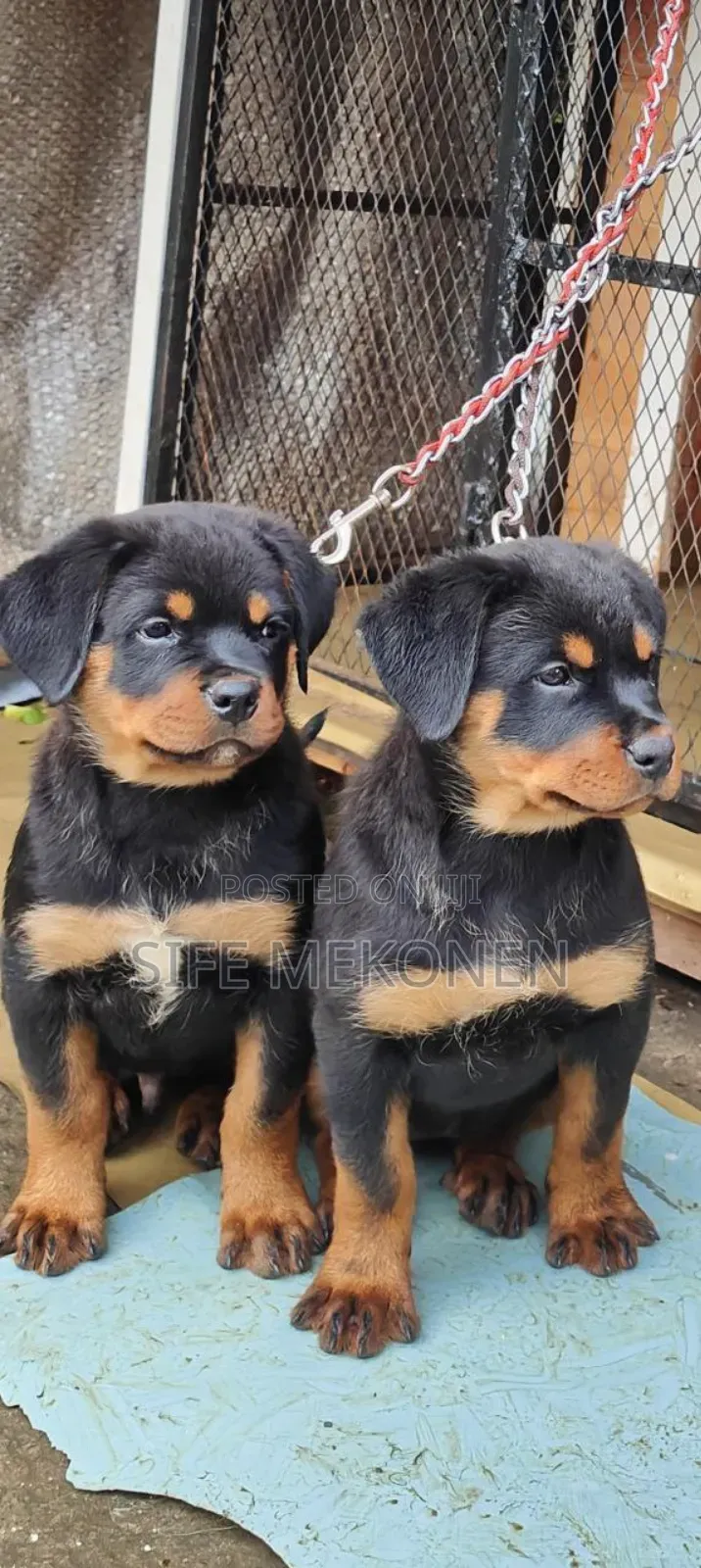 1-3 months Male Purebred Rottweiler