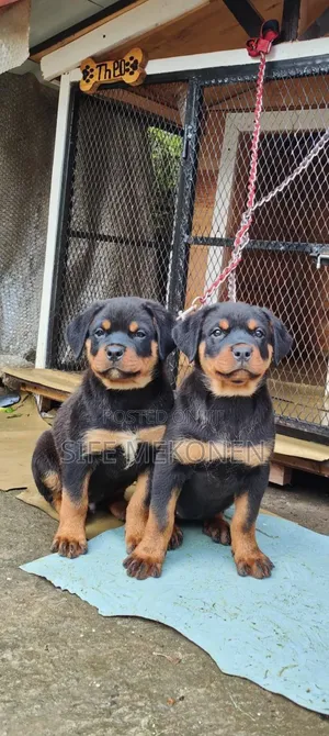 Photo - 1-3 months Male Purebred Rottweiler