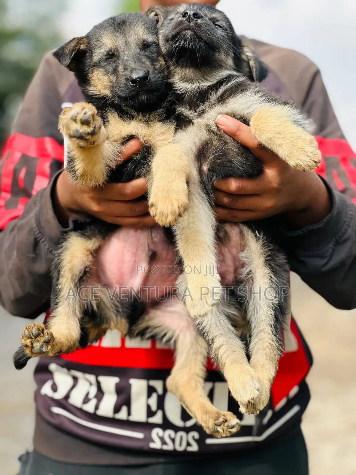 1-3 months Male Purebred German Shepherd