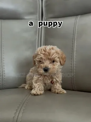 Photo - 1-3 months Female Purebred Maltese