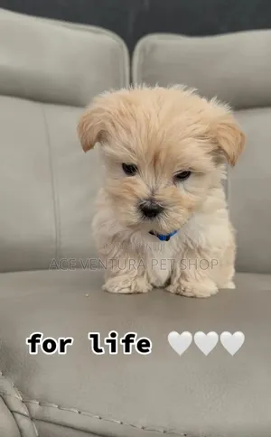 1-3 months Female Purebred Maltese