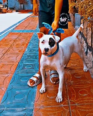 Photo - 1-3 months Male Purebred American Pit Bull Terrier