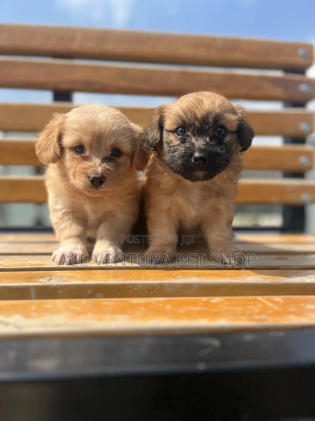 1-3 months Female Purebred Maltese