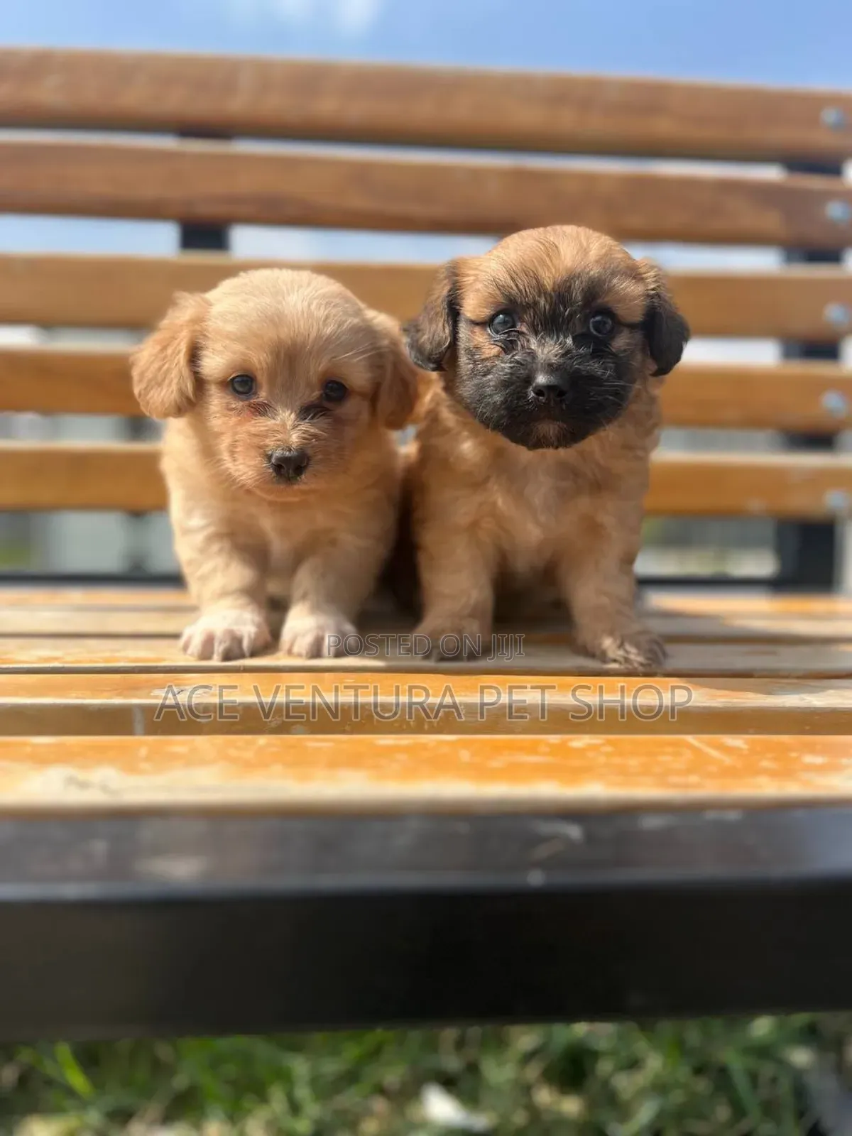 1-3 months Female Purebred Maltese