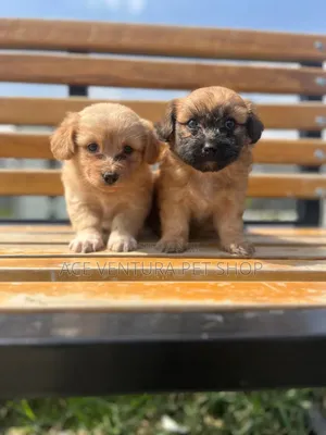 1-3 months Female Purebred Maltese