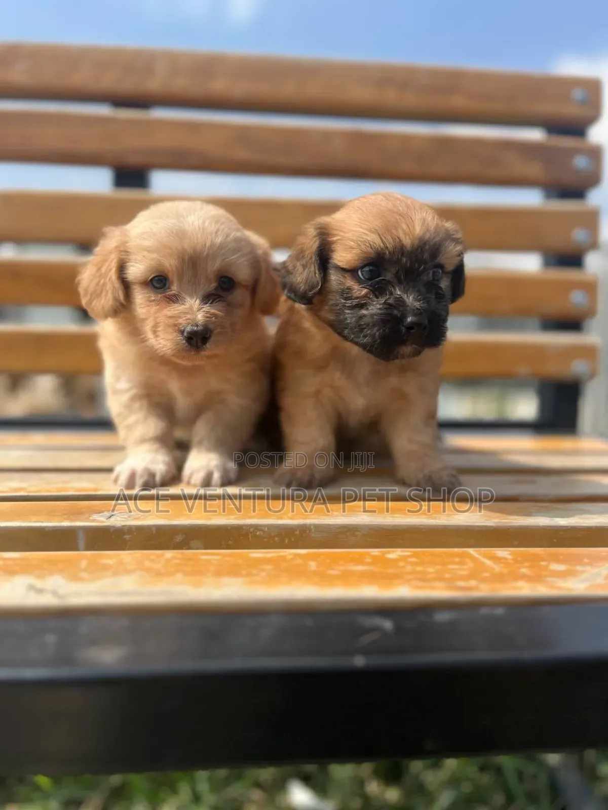 1-3 months Female Purebred Maltese