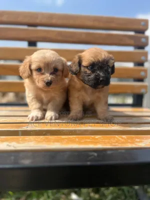 1-3 months Female Purebred Maltese