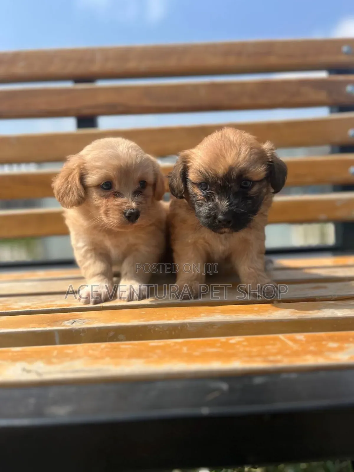 1-3 months Female Purebred Maltese