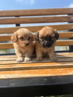 1-3 months Female Purebred Maltese