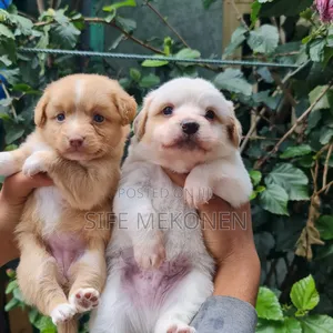 Photo - 1-3 months Male Purebred Maltese