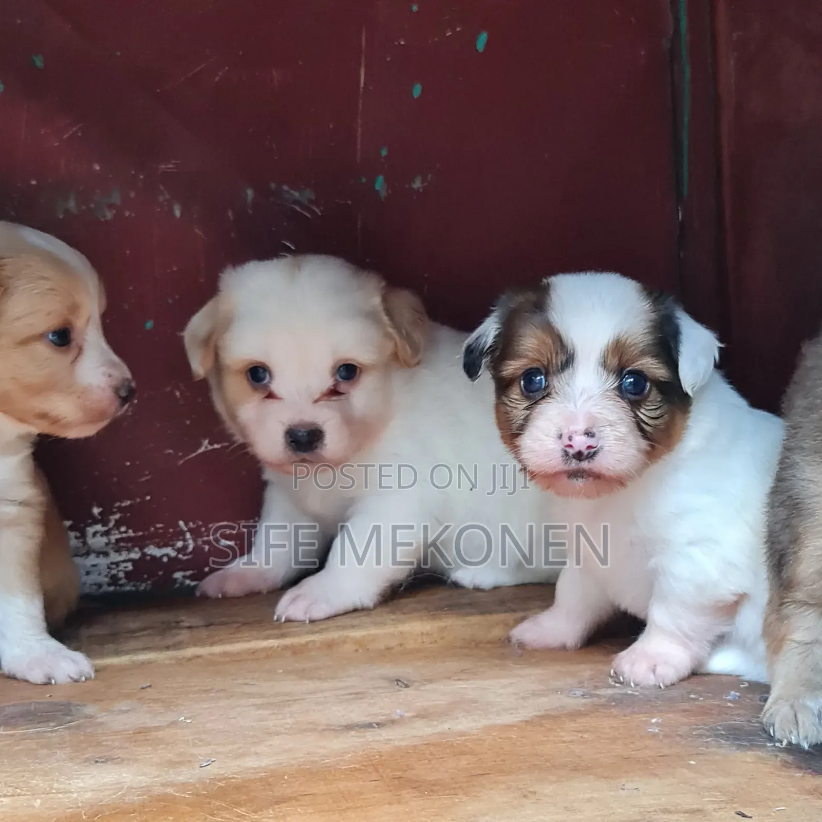 1-3 months Male Purebred Maltese