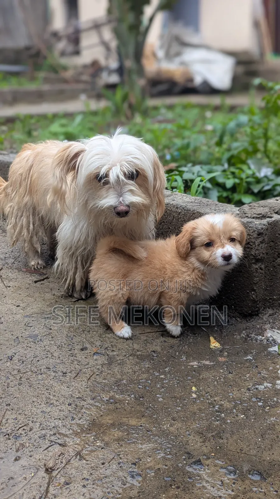 1-3 months Male Purebred Maltese