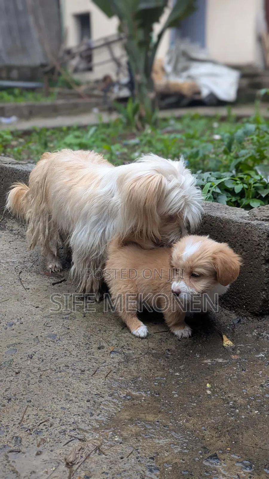 1-3 months Male Purebred Maltese